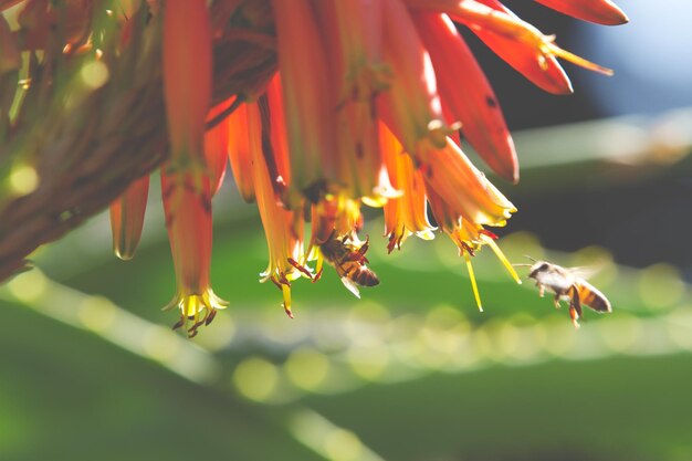 Foto close-up van een bij die op een bloem bestuift