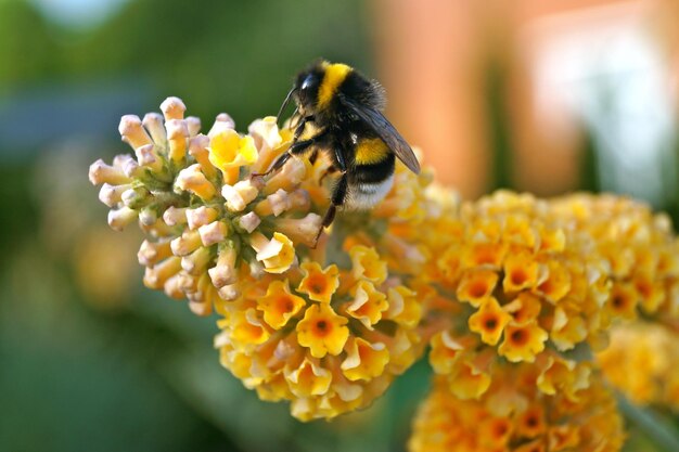 Close-up van een bij die op een gele bloem bestuift