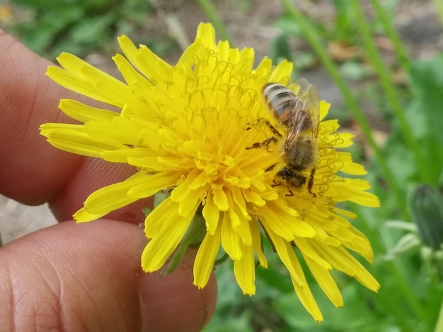 Foto close-up van een bij die op een gele bloem bestuift