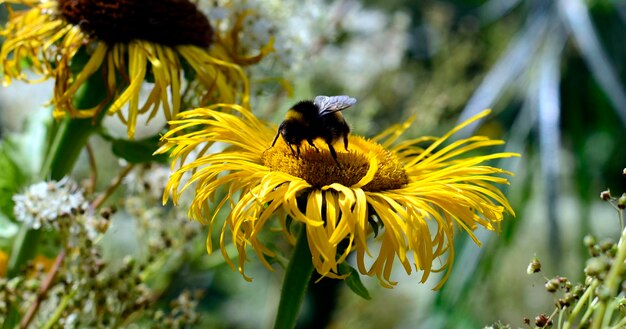 Close-up van een bij die op een gele bloem bestuift