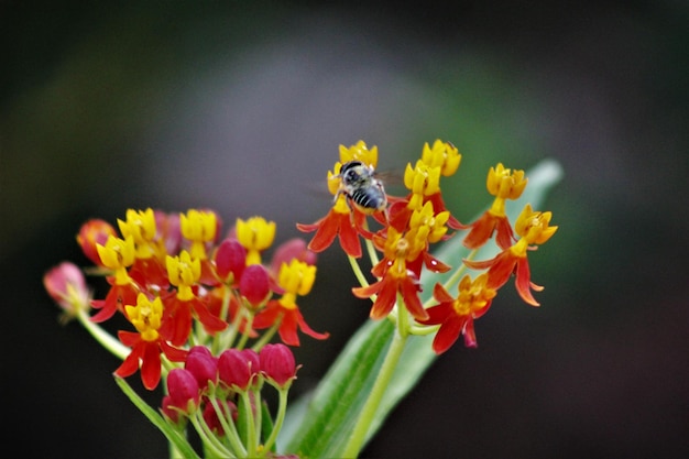 Foto close-up van een bij die op een gele bloem bestuift