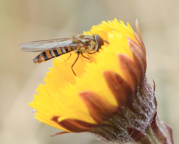 Foto close-up van een bij die op een gele bloem bestuift