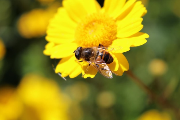 Close-up van een bij die op een gele bloem bestuift