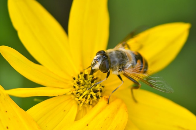 Close-up van een bij die op een gele bloem bestuift