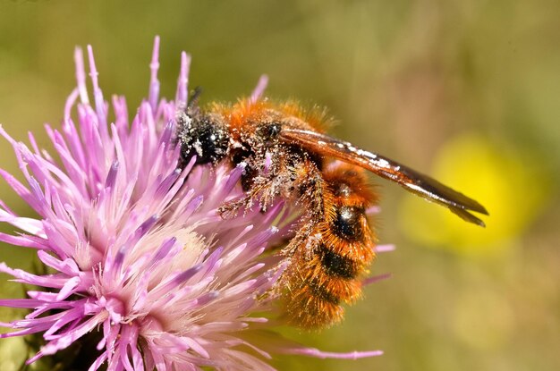 Foto close-up van een bij die op een paarse bloem bestuift