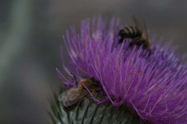 Foto close-up van een bij die op een paarse bloem bestuift