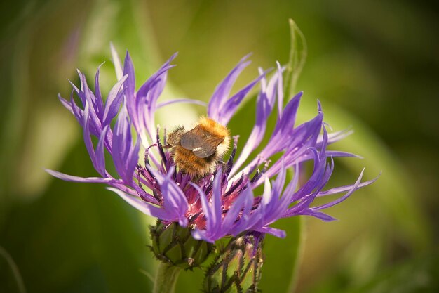 Foto close-up van een bij die op een paarse bloem bestuift