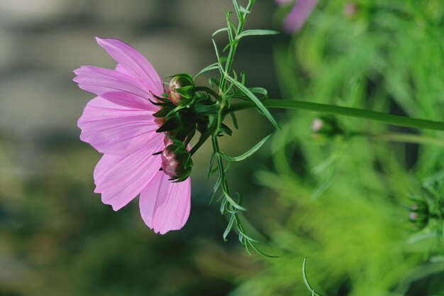 Foto close-up van een bij die op een roze bloem bestuift