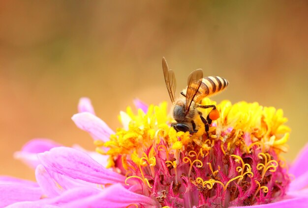 Foto close-up van een bij die op een roze bloem bestuift