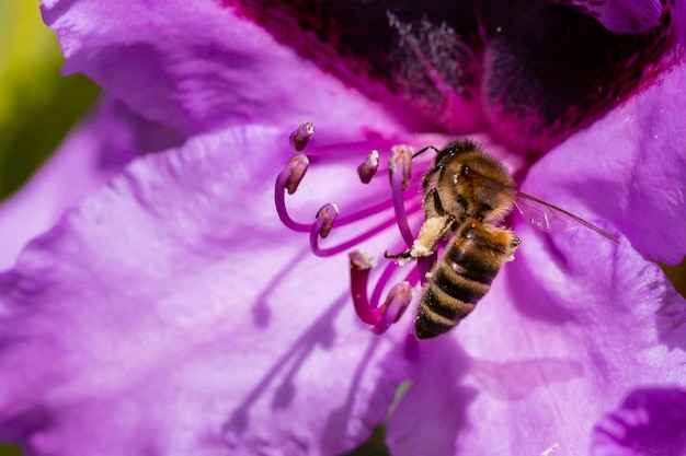 Close-up van een bij die op het punt staat een Rhododendron-bloem te bestuiven