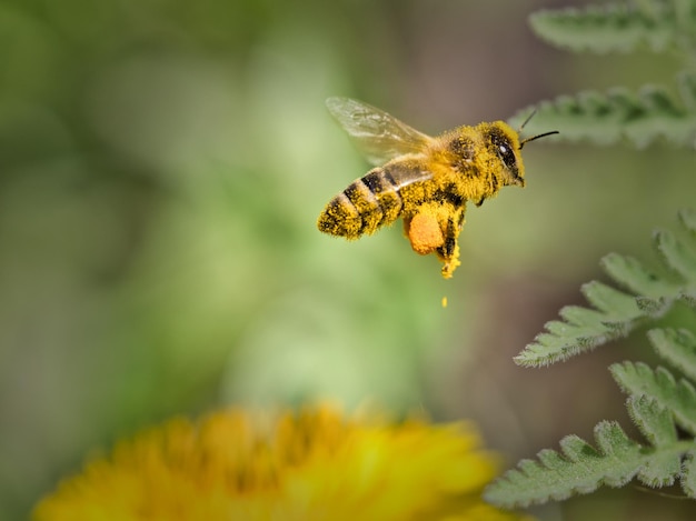 Close-up van een bij die tegen planten vliegt
