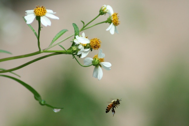 Close-up van een bij die zweeft bij witte madeliefjes