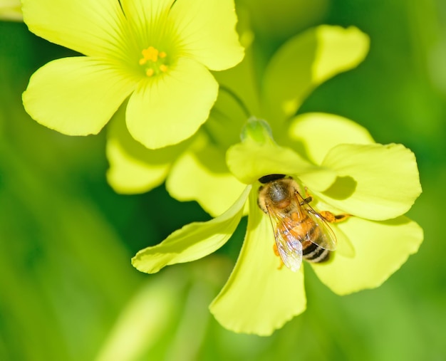 Close up van een bij in een gele bloem