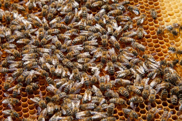 Foto close-up van een bij op de muur