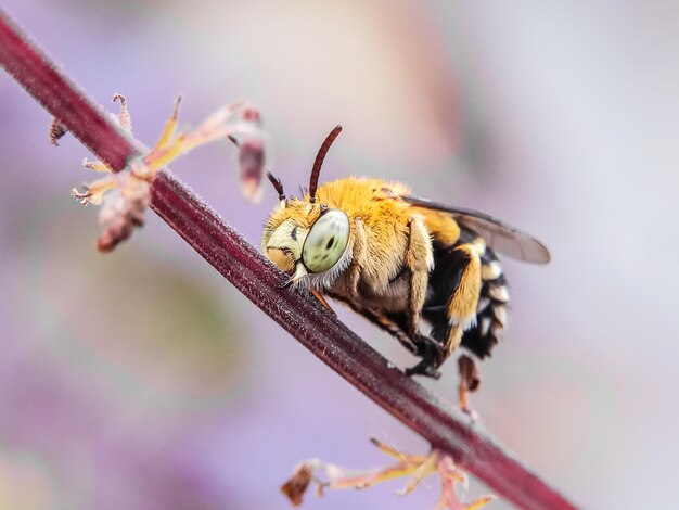 Close-up van een bij op de stengel
