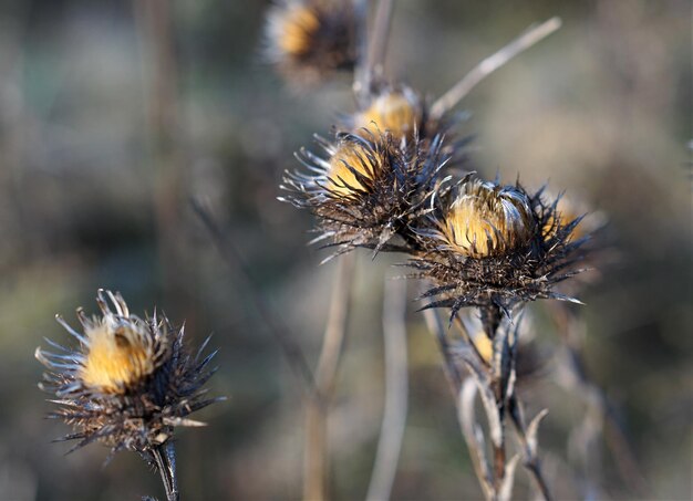 Foto close-up van een bij op distel