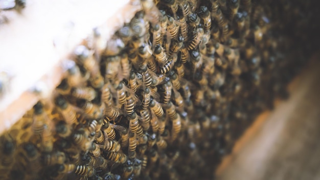 Foto close-up van een bij op een blad