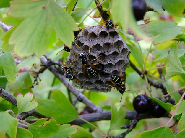 Foto close-up van een bij op een blad