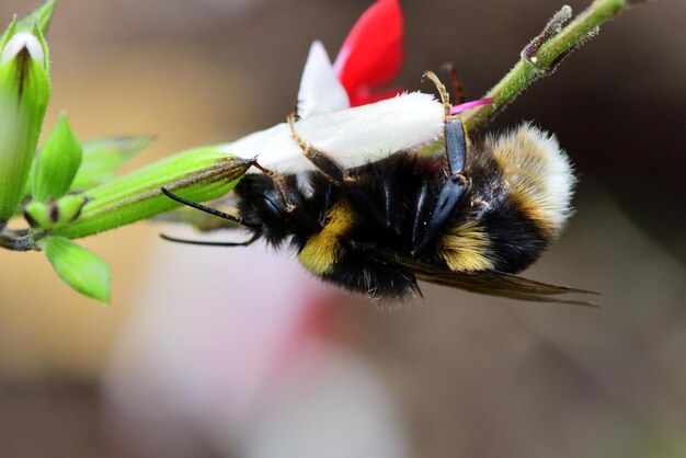 Foto close-up van een bij op een bloem