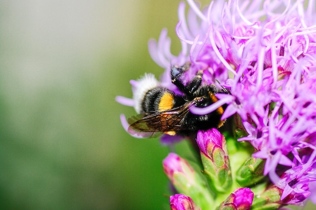 Close-up van een bij op een bloem