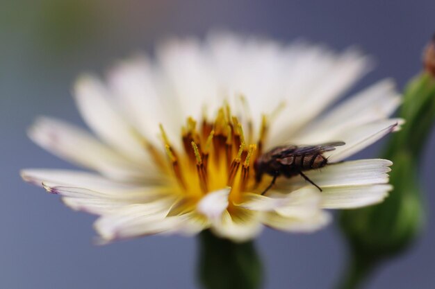 Foto close-up van een bij op een bloem