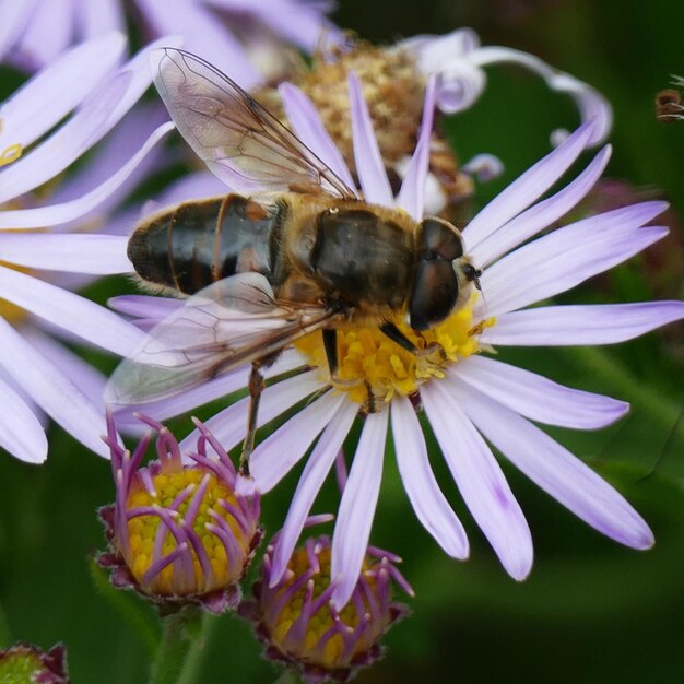 Foto close-up van een bij op een bloem