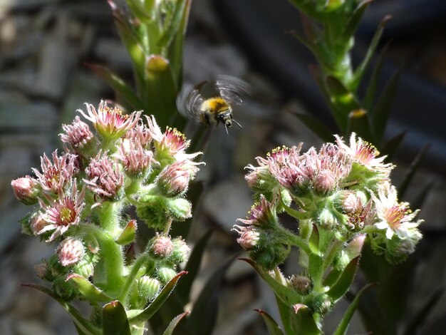 Close-up van een bij op een bloem