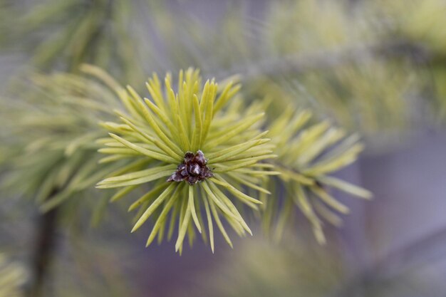 Foto close-up van een bij op een bloem