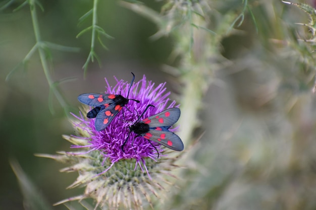 Close-up van een bij op een bloem