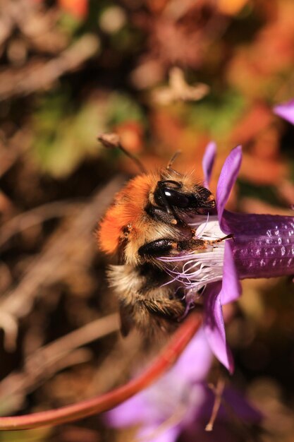 Foto close-up van een bij op een bloem