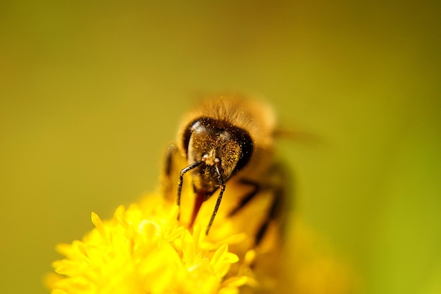 Close-up van een bij op een gele bloem
