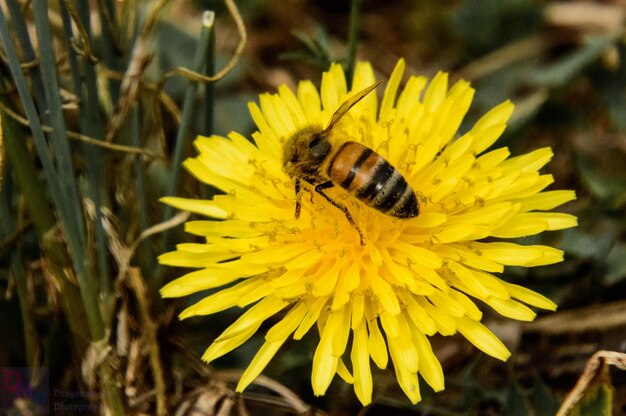 Close-up van een bij op een gele bloem