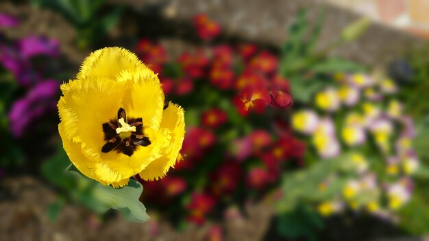 Foto close-up van een bij op een gele bloem