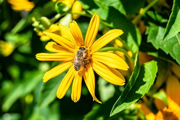 Close-up van een bij op een gele bloem