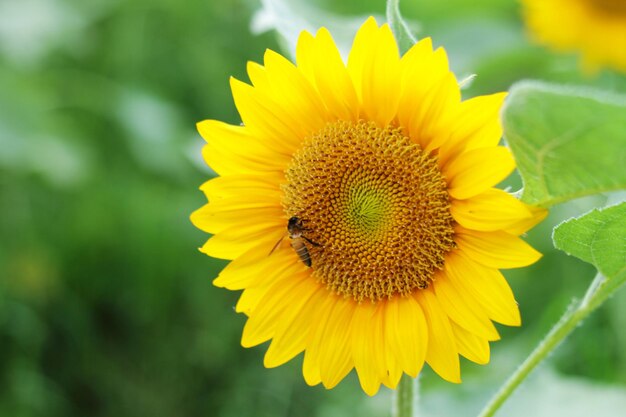 Foto close-up van een bij op een gele bloem