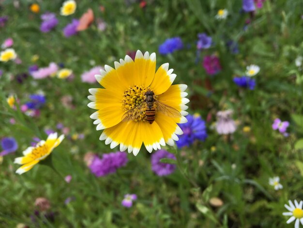 Foto close-up van een bij op een krokusbloem