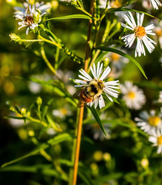 Foto close-up van een bij op een madeliefje