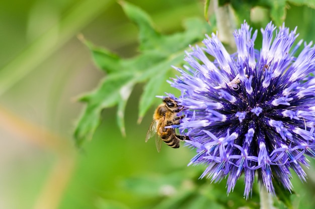 Close-up van een bij op een paarse bloem