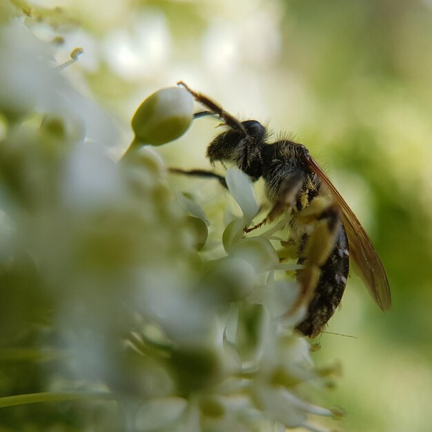 Foto close-up van een bij op een plant