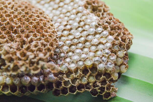 Foto close-up van een bij op een plant