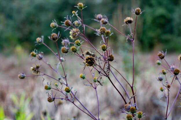 Foto close-up van een bij op een plant