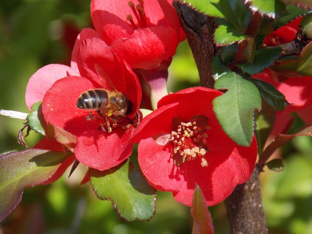 Foto close-up van een bij op een rode bloem