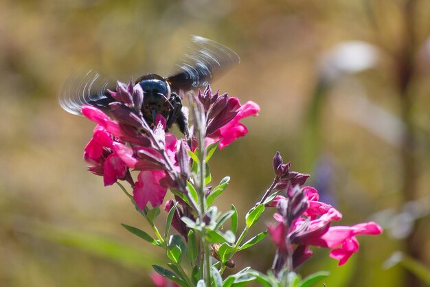 Foto close-up van een bij op een roze bloem