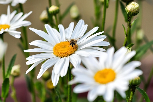 Close-up van een bij op een witte bloem
