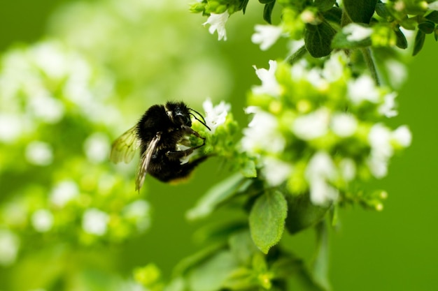 Close-up van een bij op een witte bloem