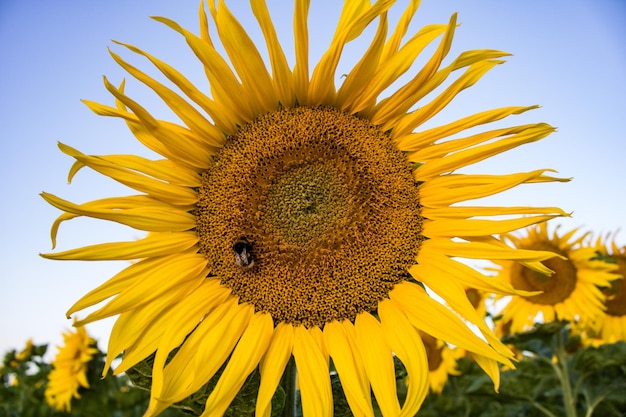 Close-up van een bij op een zonnebloem