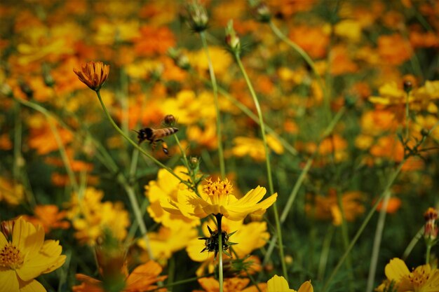 Foto close-up van een bij op gele bloemen