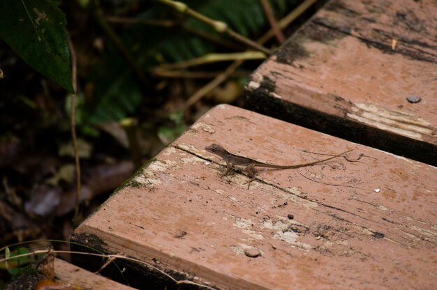 Close-up van een bij op hout