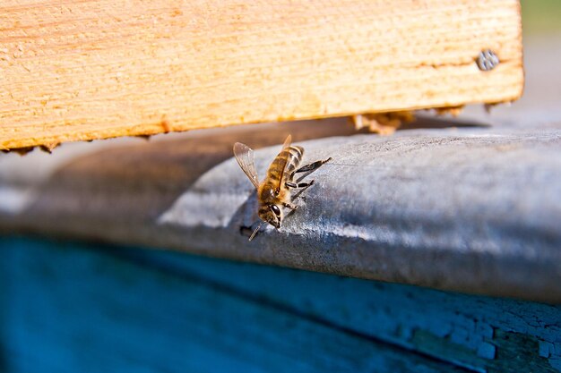 Foto close-up van een bij op hout