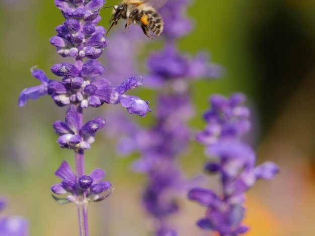 Foto close-up van een bij op paarse bloemen